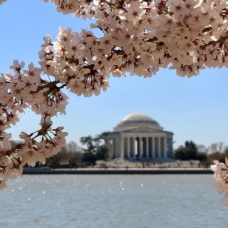 樱花季,DC看樱花