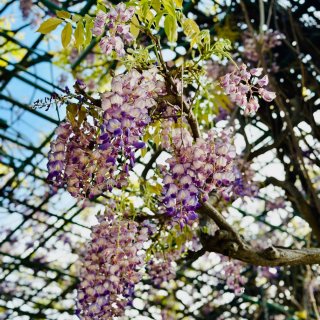 四月最美紫藤花🌸达拉斯植物园...