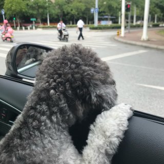 狗勾坐车🐶毛乎乎的小脑袋趴在车窗沿...