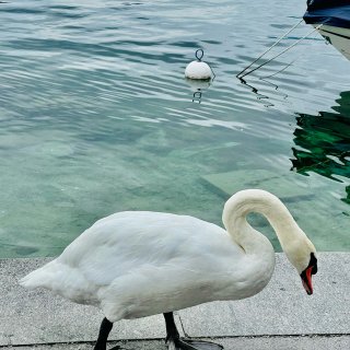 瑞士自驾游🦢第一个景区🚢琉森湖...