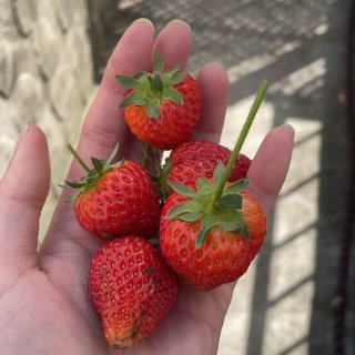 今年收获的草莓🍓...