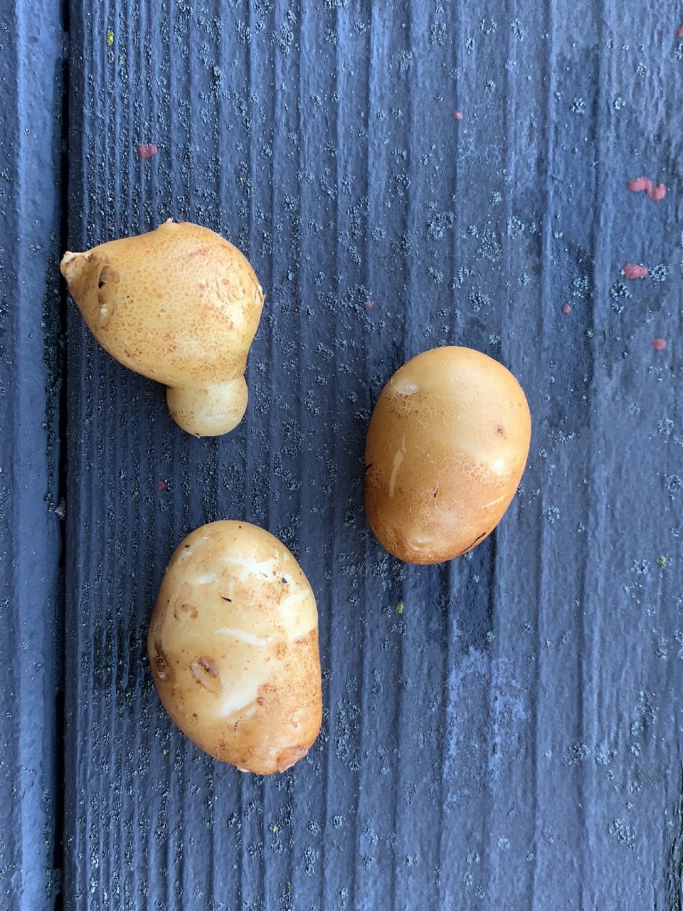 感恩节的收获—小土豆...