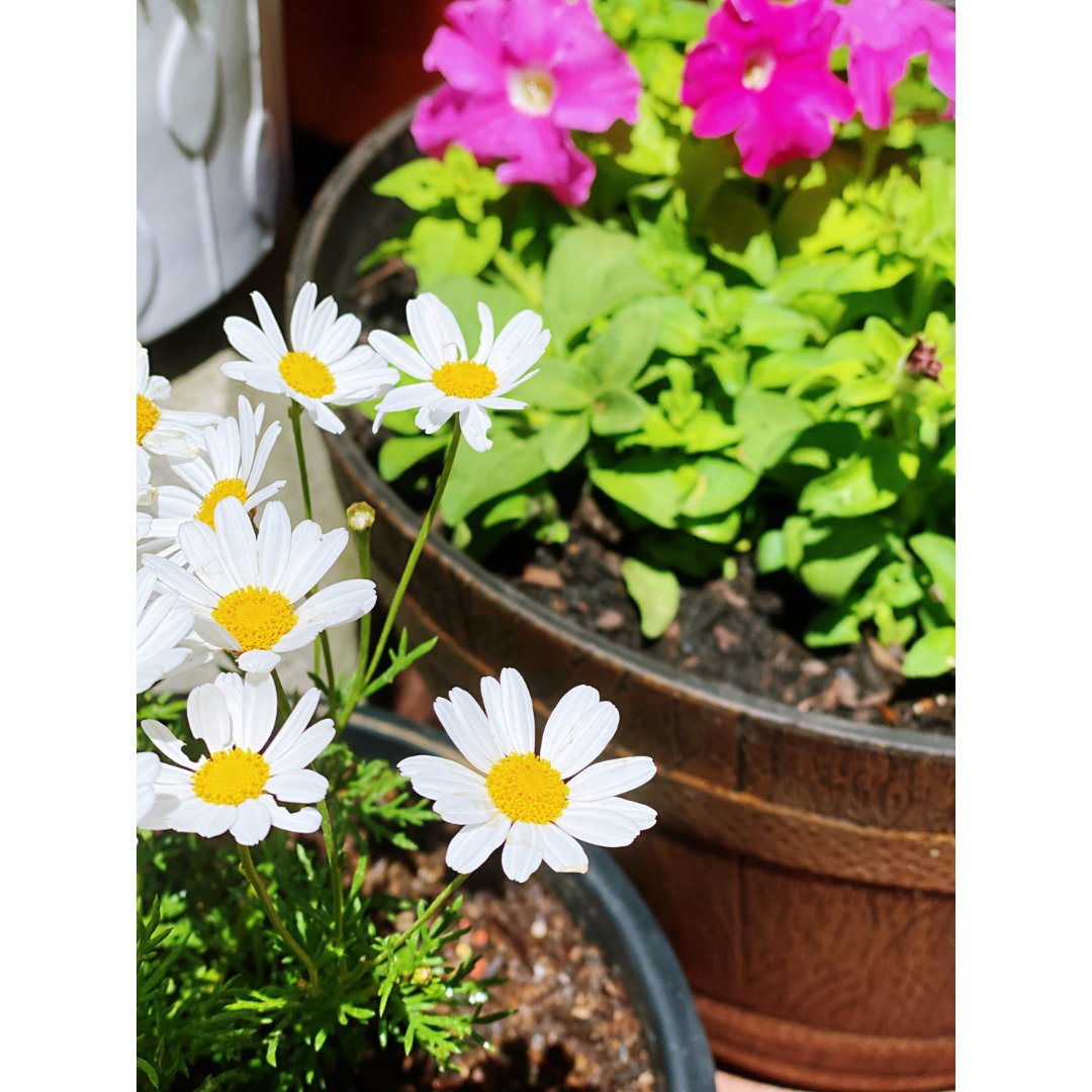 种花记|玛格丽特花(marguerite daisy)