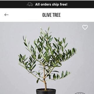 新晋网红Olive tree网购，活哒...