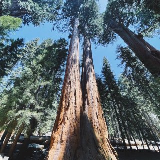 Sequoia National Par...
