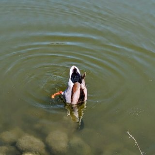 水中鸭