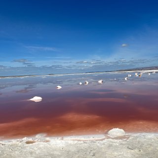 很難相信灣區有個這麼美的粉色鹽湖💕...