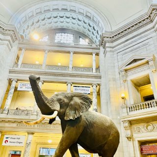 参观🦕华盛顿DC🐳国家自然历史博物馆...