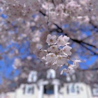 华盛顿樱花季🌸｜走步健身看樱花一个不少...