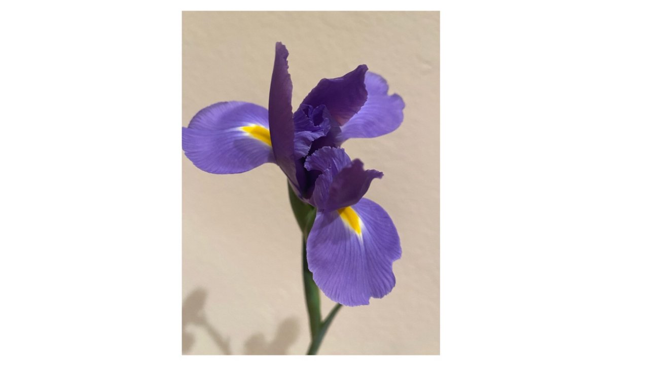 夜美丽——Iris鸢尾花