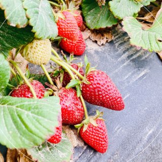 🍓春日活动之摘草莓：终于圆梦啦！草莓怎么...
