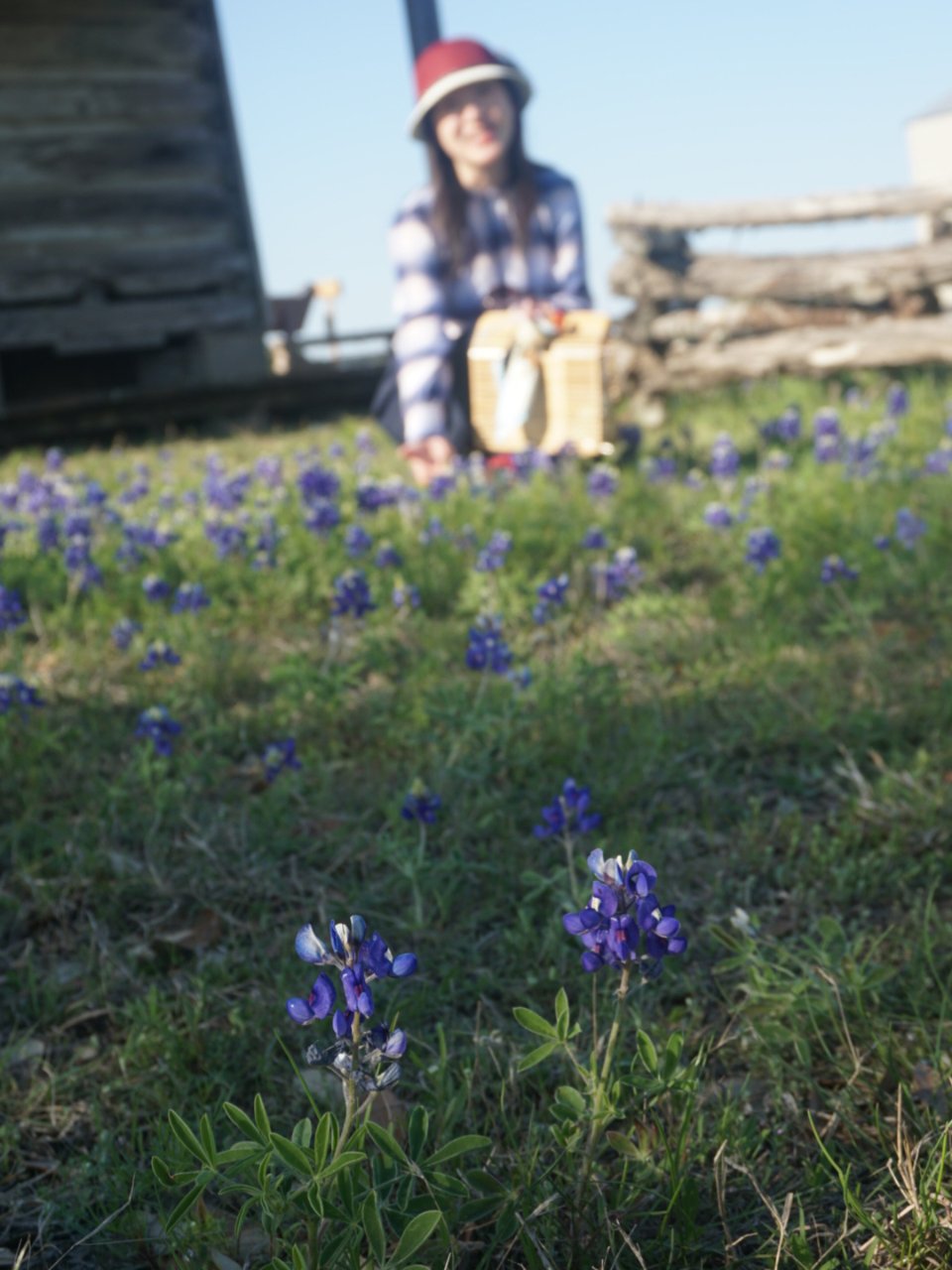 看Fafa世界~德州的蓝帽花...