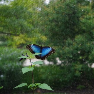 芝加哥｜植物园蝴蝶🦋展...