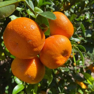 Temecula橘子🍊免费采摘...