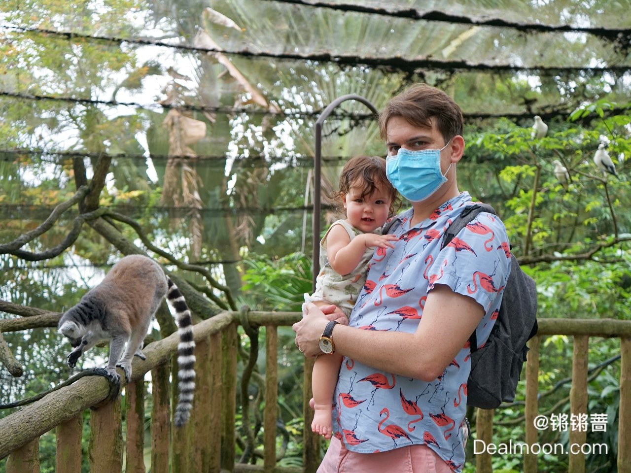 新加坡动物园一日游，近距离带娃观察神奇生...