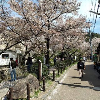 日本🇯🇵的樱花🌸...