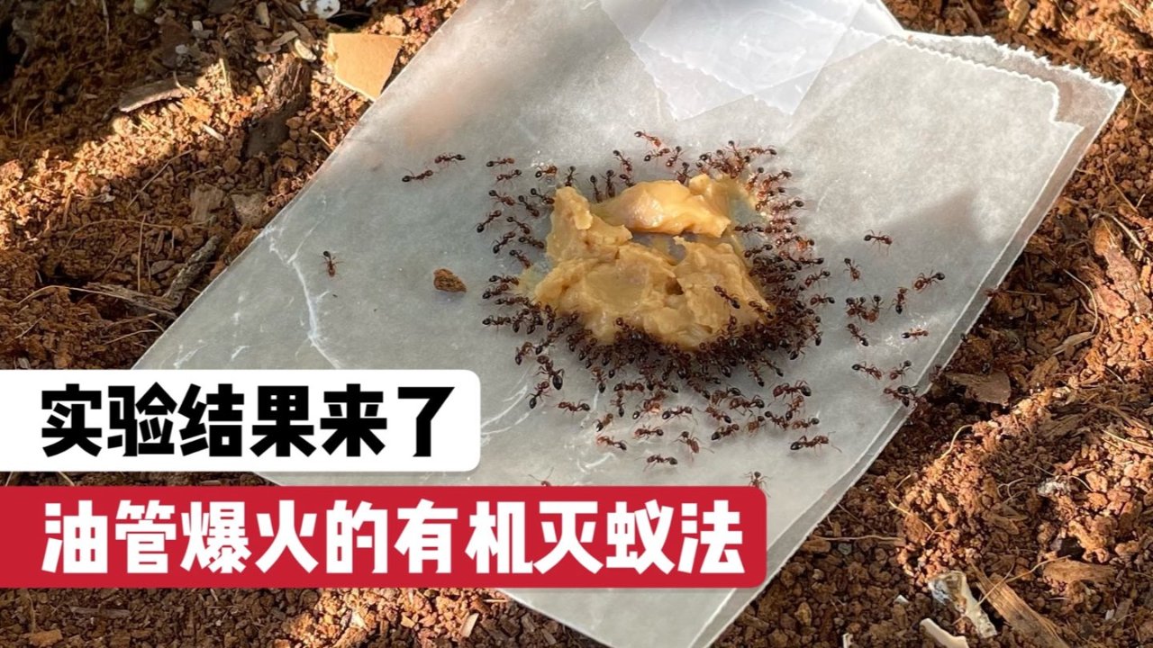油管上爆火的低成本DIY菜园灭蚂蚁实验后续来了！