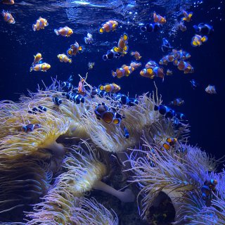 犹他州/高温遛娃好去处，海底世界水族馆🐟...