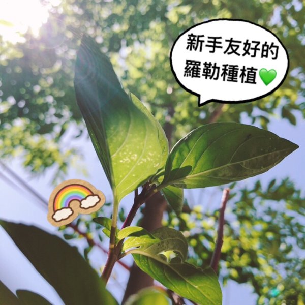 晒货图片