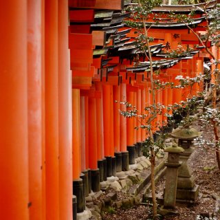 日本旅行回忆之京都伏见稻荷大社，朱红色的...