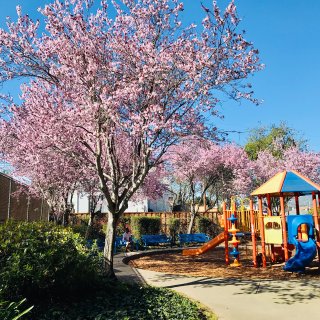 春天来了，去樱花树🌸下野餐🍱吧...