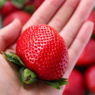 一年一度最甜草莓上架了，快去买‼️ ...