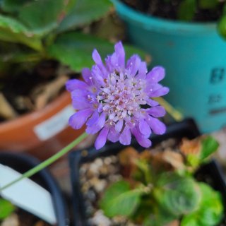 我家的花之19 蓝盆花 Scabiosa...