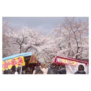 樱花祭,樱花,樱花季