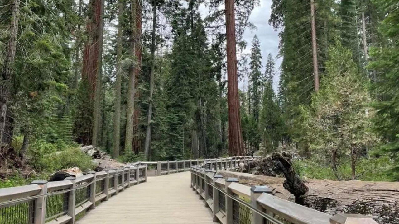 优胜美地：Mariposa Grove of Giant Sequoias