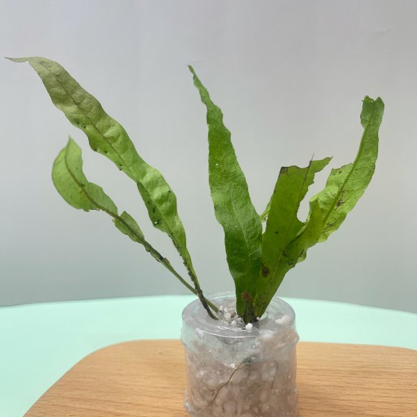 晒货图片