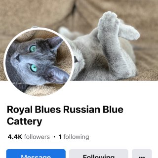 寻猫记｜俄罗斯蓝猫好难找🥲...