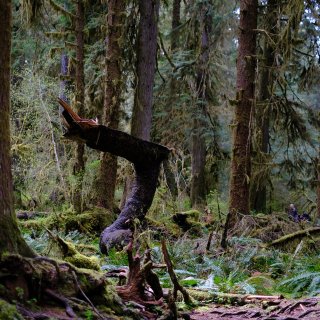 西雅图WA·旅游｜原始森林、蓝冰川、麋鹿...