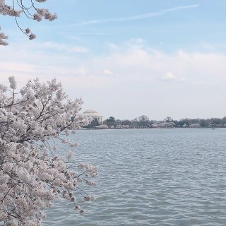 华盛顿樱花季