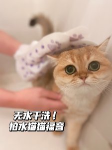 养猫人士必备！不用水洗的HICC GROOM猫猫清洁手套😻