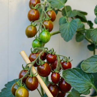 收获的喜悦｜ 花盆里也可以丰收番茄...