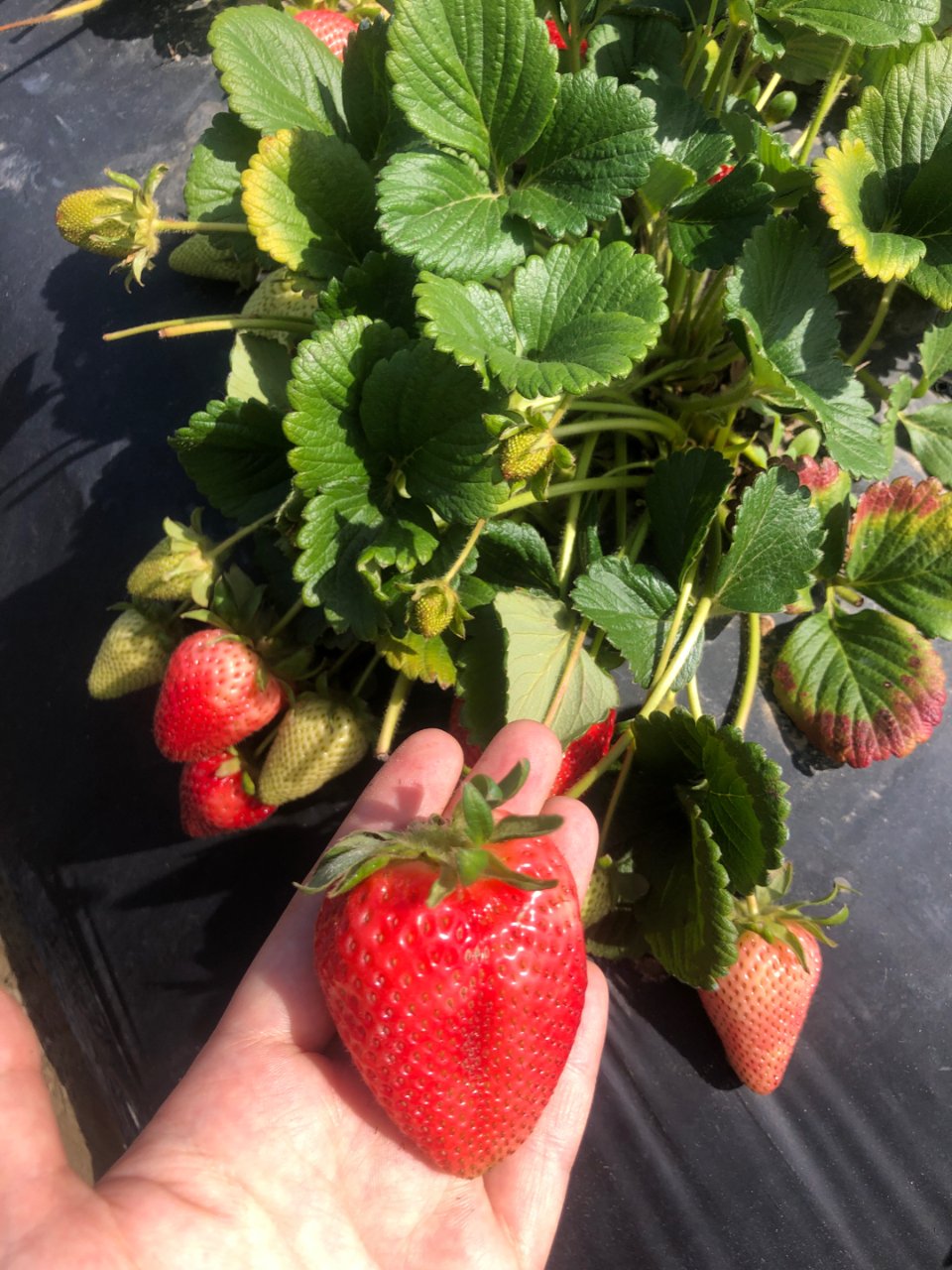 第一次采草莓🍓自己摘的就是甜🥳Chino...