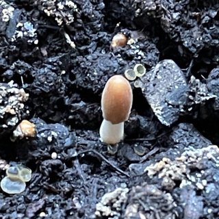 花盆里竟然涨蘑菇了...