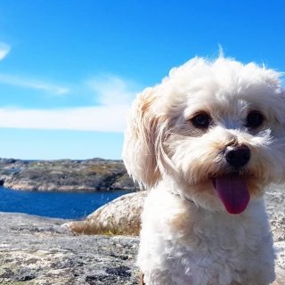 给狗子备餐🐶宠物自制熟食食谱...