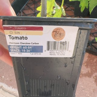 上年种了100多棵的西红柿苗上架啦🍅...