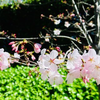 春日穿搭| 不去日本也能和樱花拍美照...