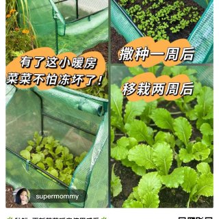 ✅小菜园温室春季的另类用法✅...