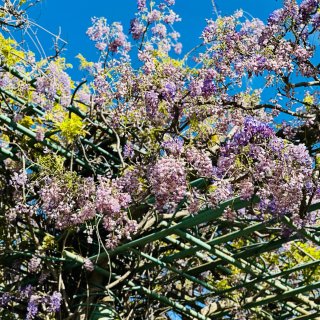 四月最美紫藤花🌸达拉斯植物园...
