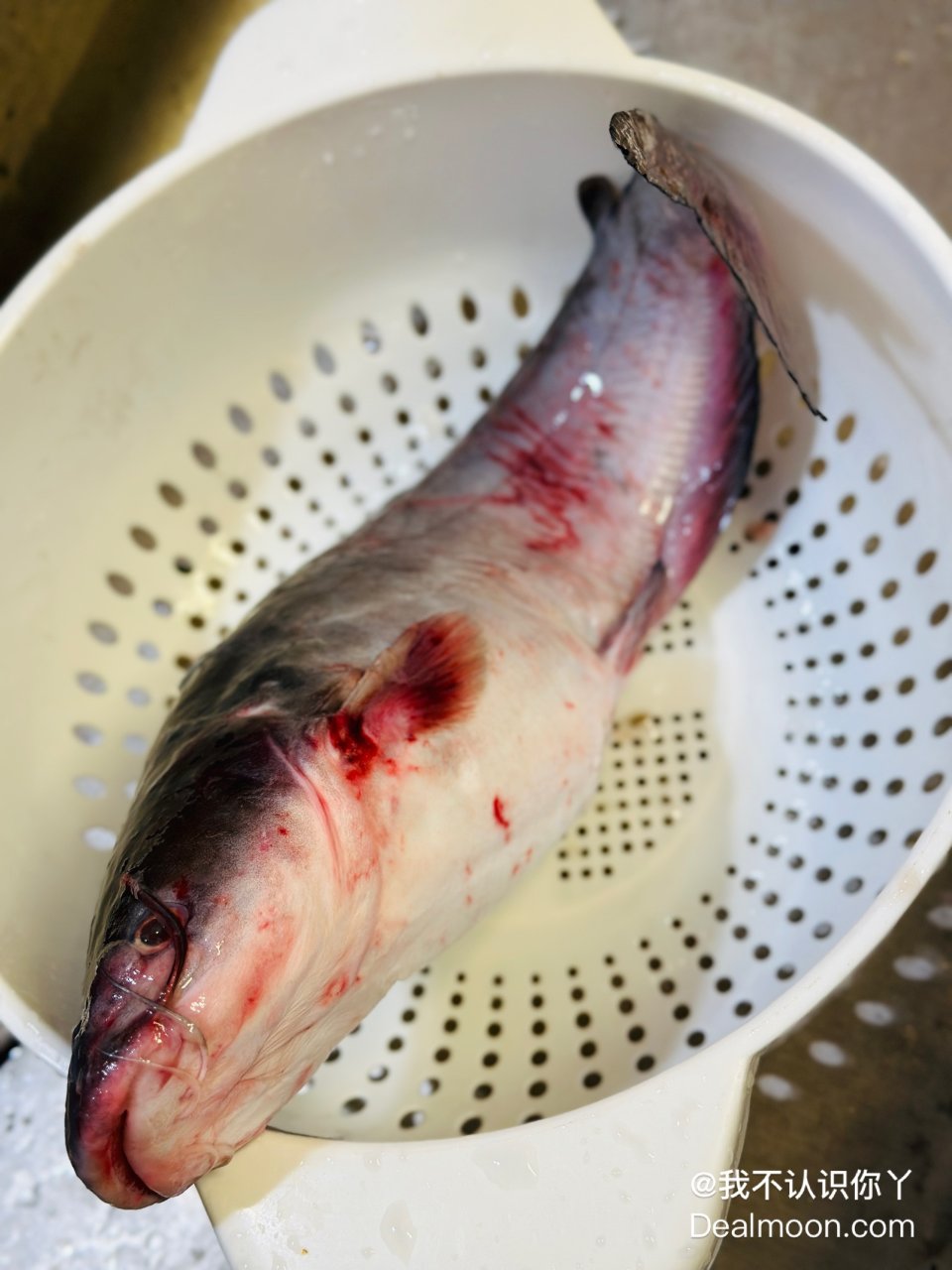 达拉斯水库里的新鲜catfish鲶鱼没有...