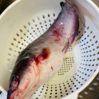 达拉斯水库里的新鲜catfish鲶鱼没有...