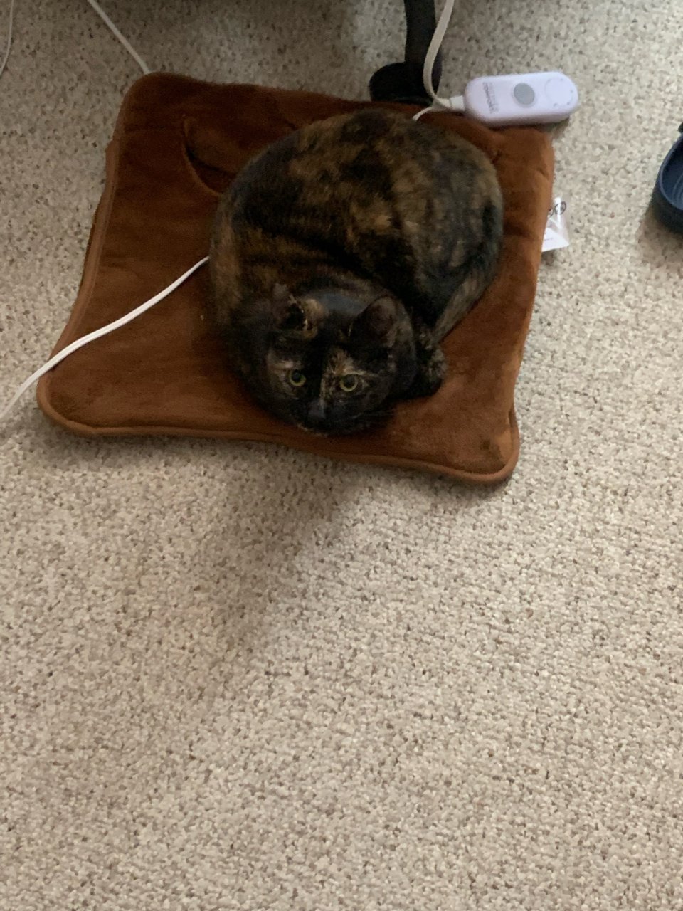猫猫加热毯