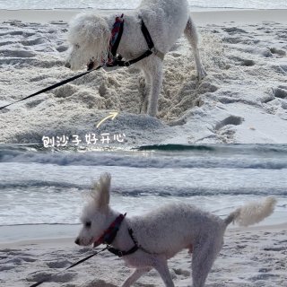  Pensacola游记｜狗狗在海边玩嗨...