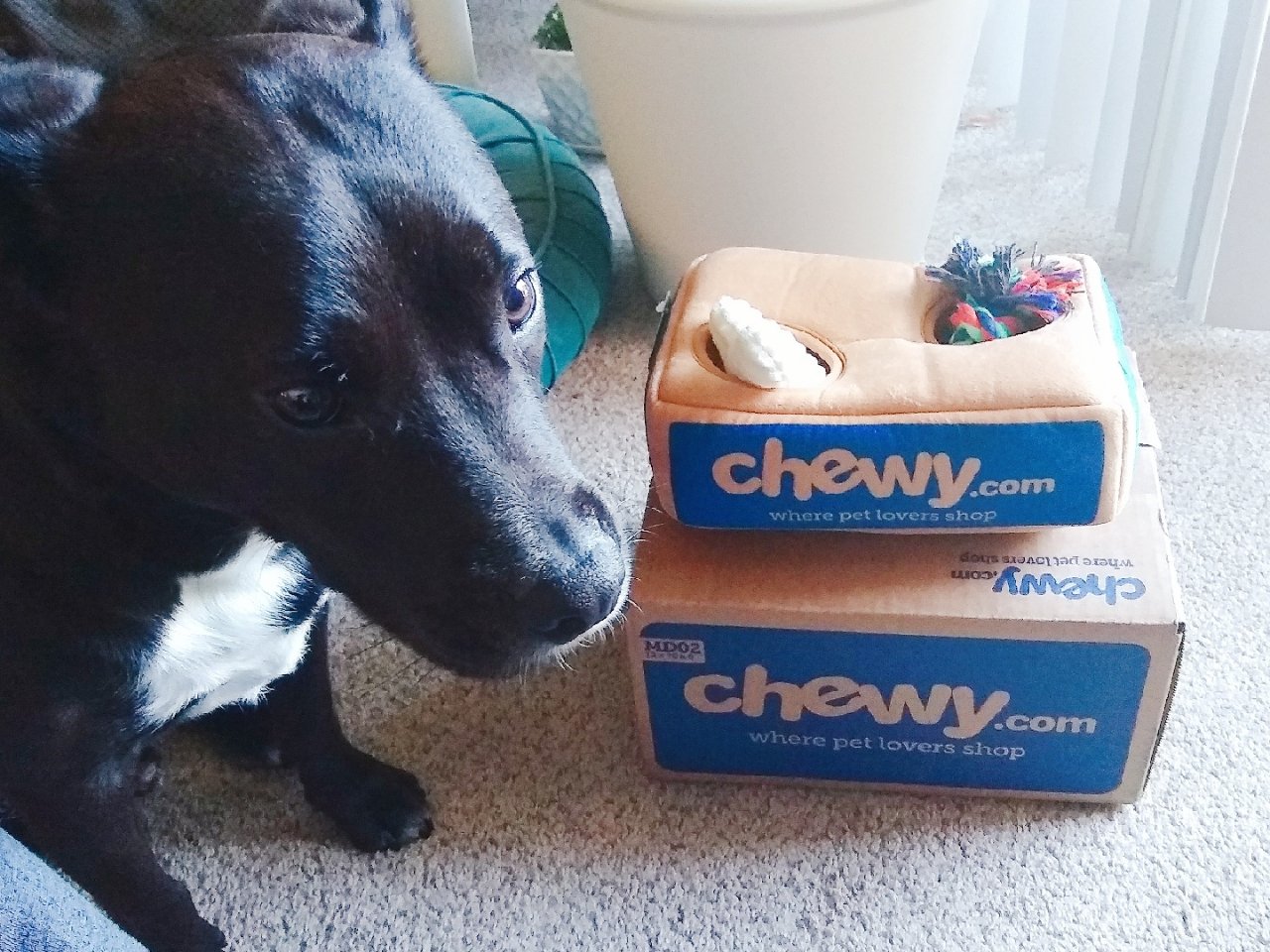 Chewy.com,狗狗玩具,家有毛小孩