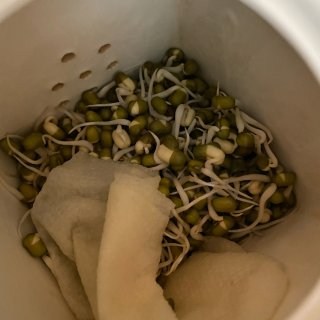 DIY 发绿豆芽👍