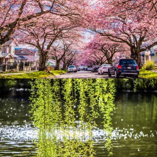 温哥华的春天是樱花红陌上，也是杨柳绿池边...