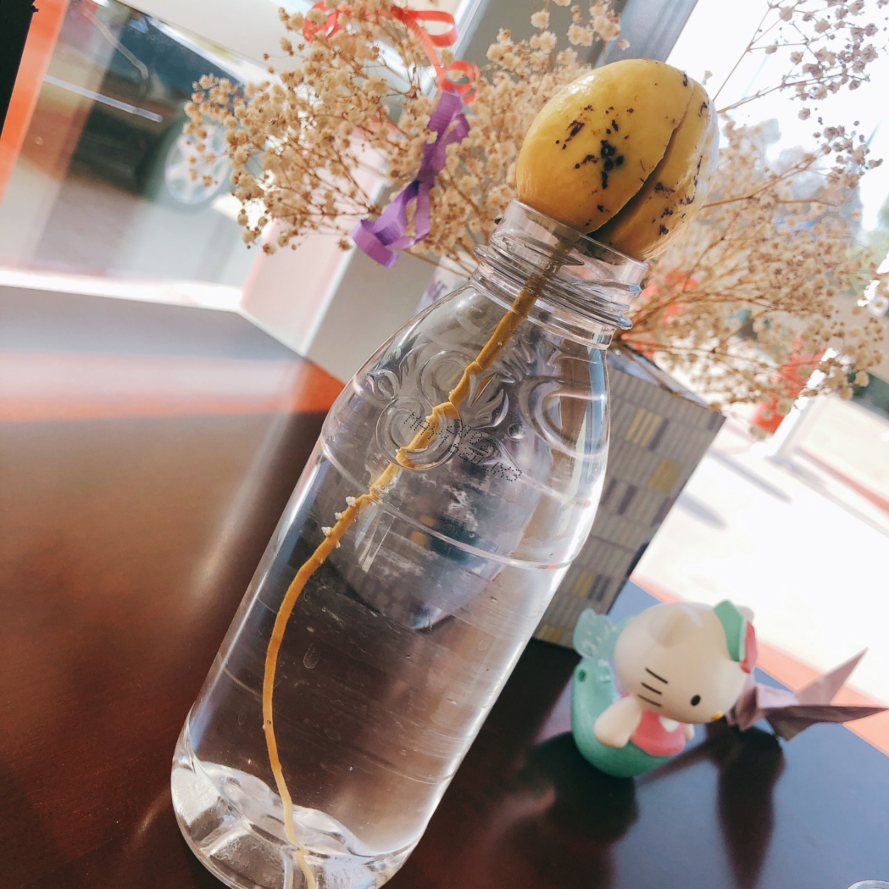 Hello Kitty 凯蒂猫,牛油果,满天星